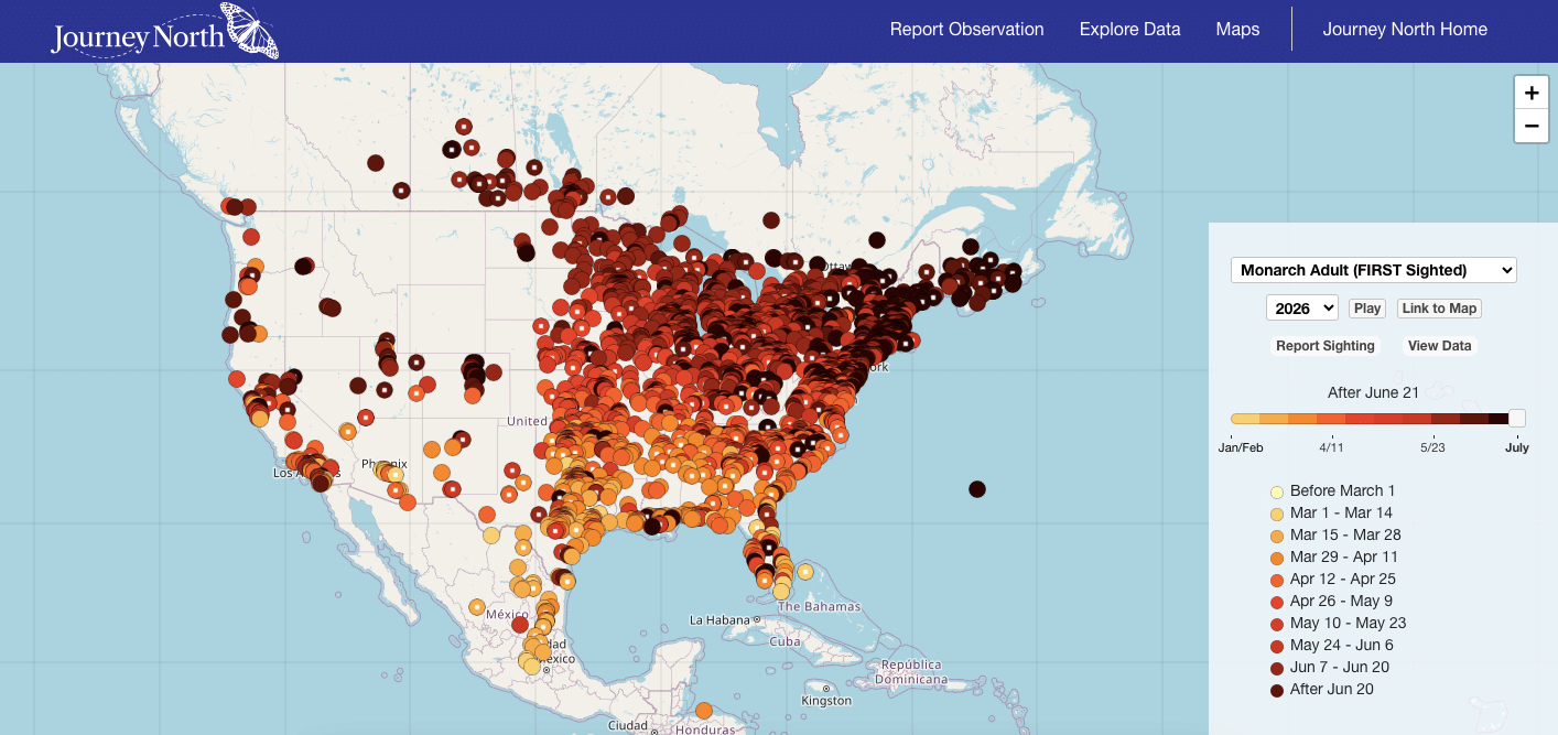 tracking the monarch butterfly migration with this neat map