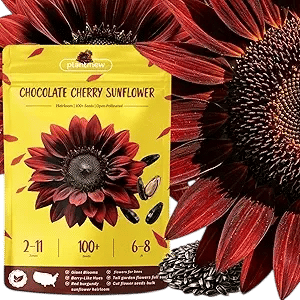 Chocolate Cherry Sunflower Seeds