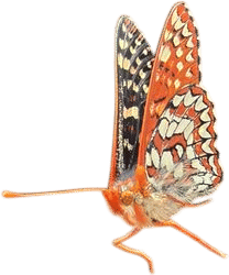 Bay checkerspot butterfly