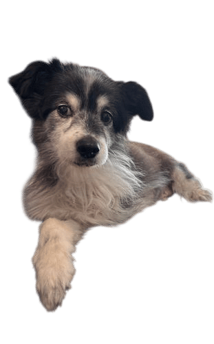 Telling ur dog he’s not barking ENOUGH at the lawn mower outside