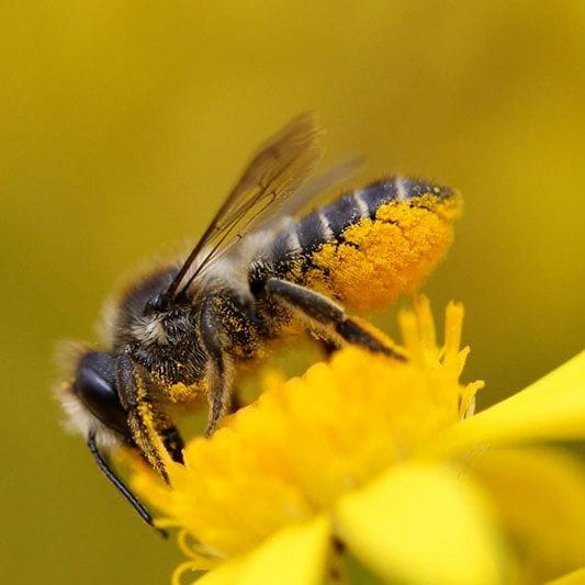 summer leaf (aka leafcutter) bees