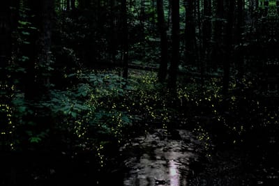 Synchronous Fireflies at Great Smoky Mountains National Park
