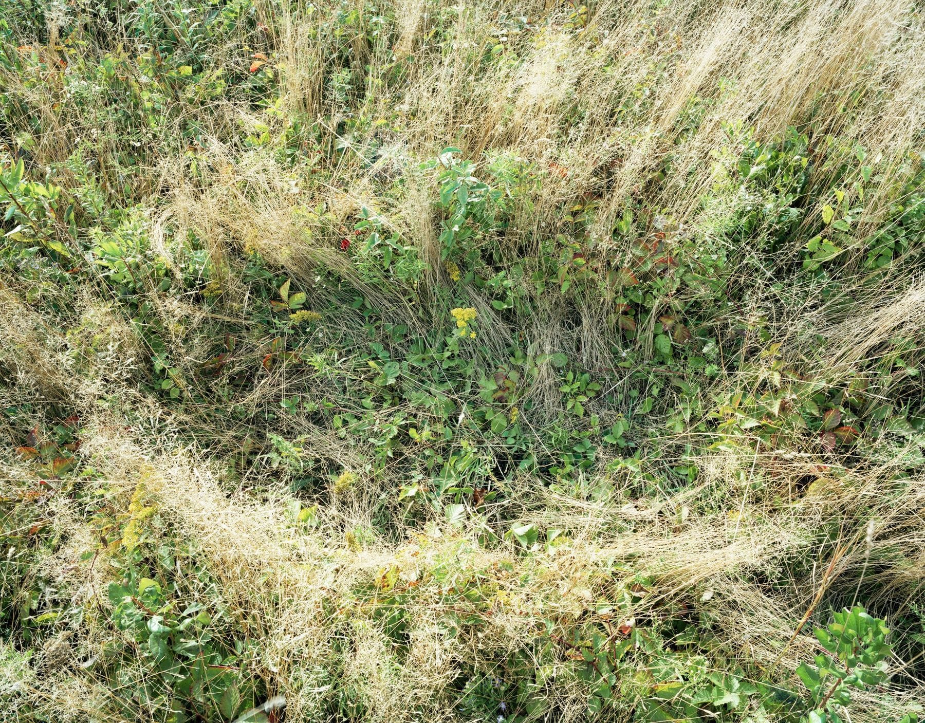 Deer Beds (Katherine Wolkoff)