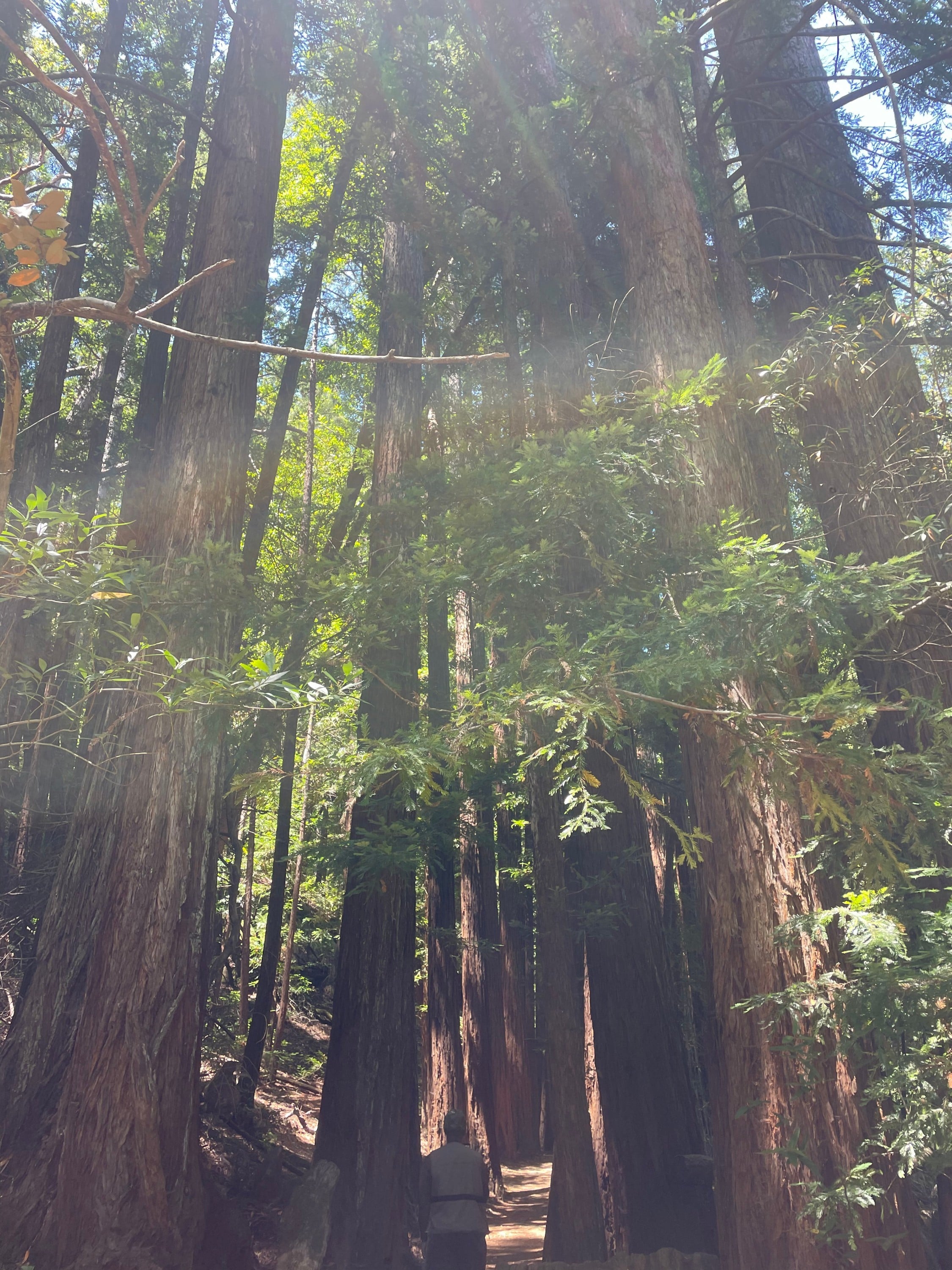 mindful walks