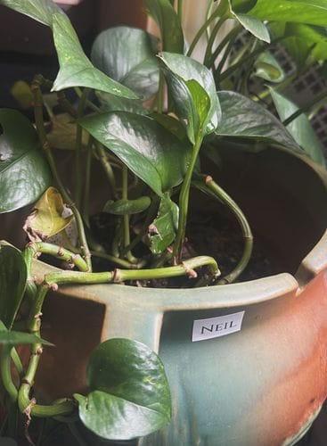 Name your house plants