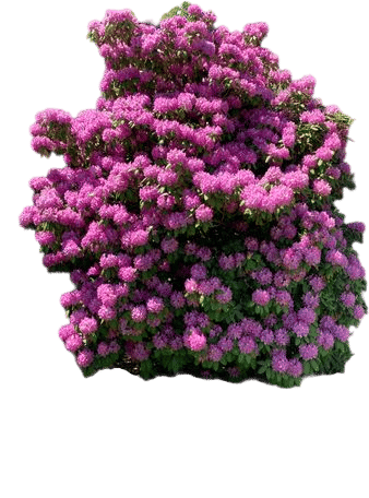 Rhododendron