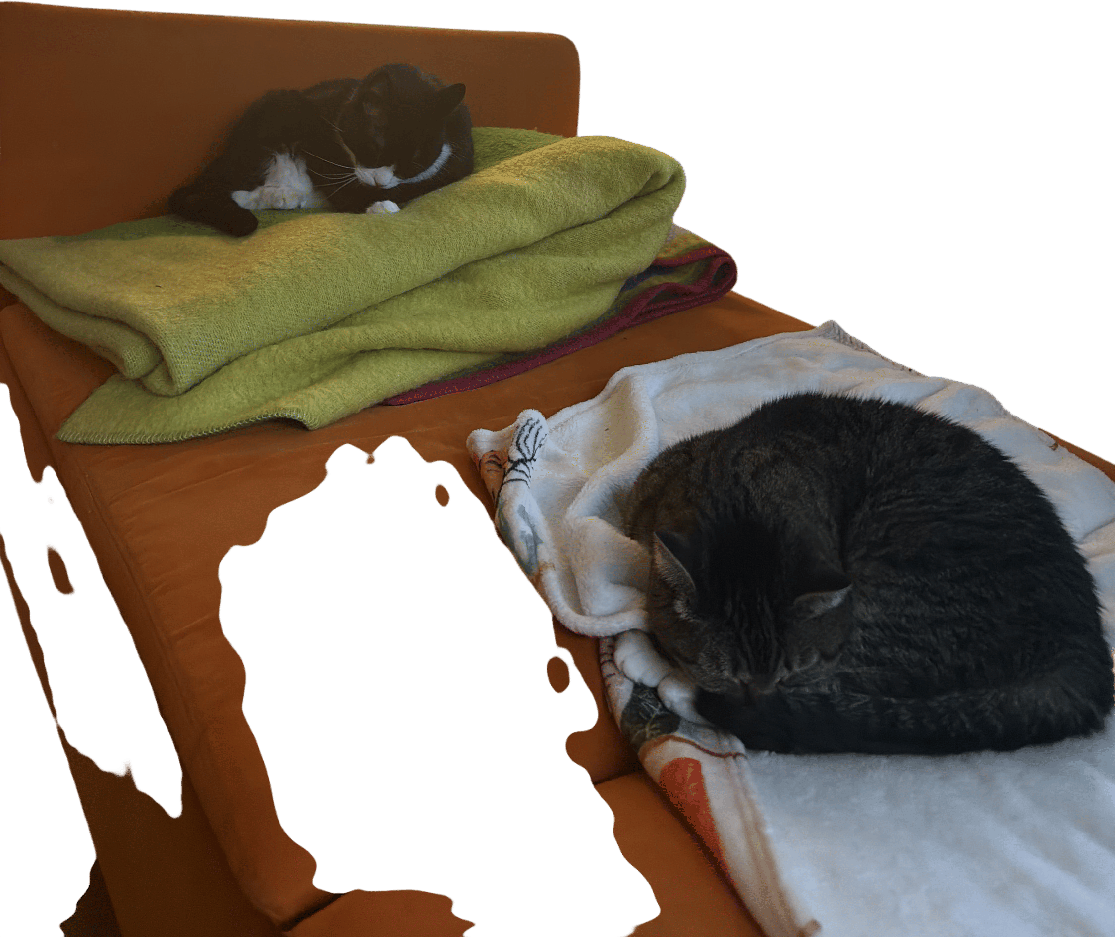 having two cats