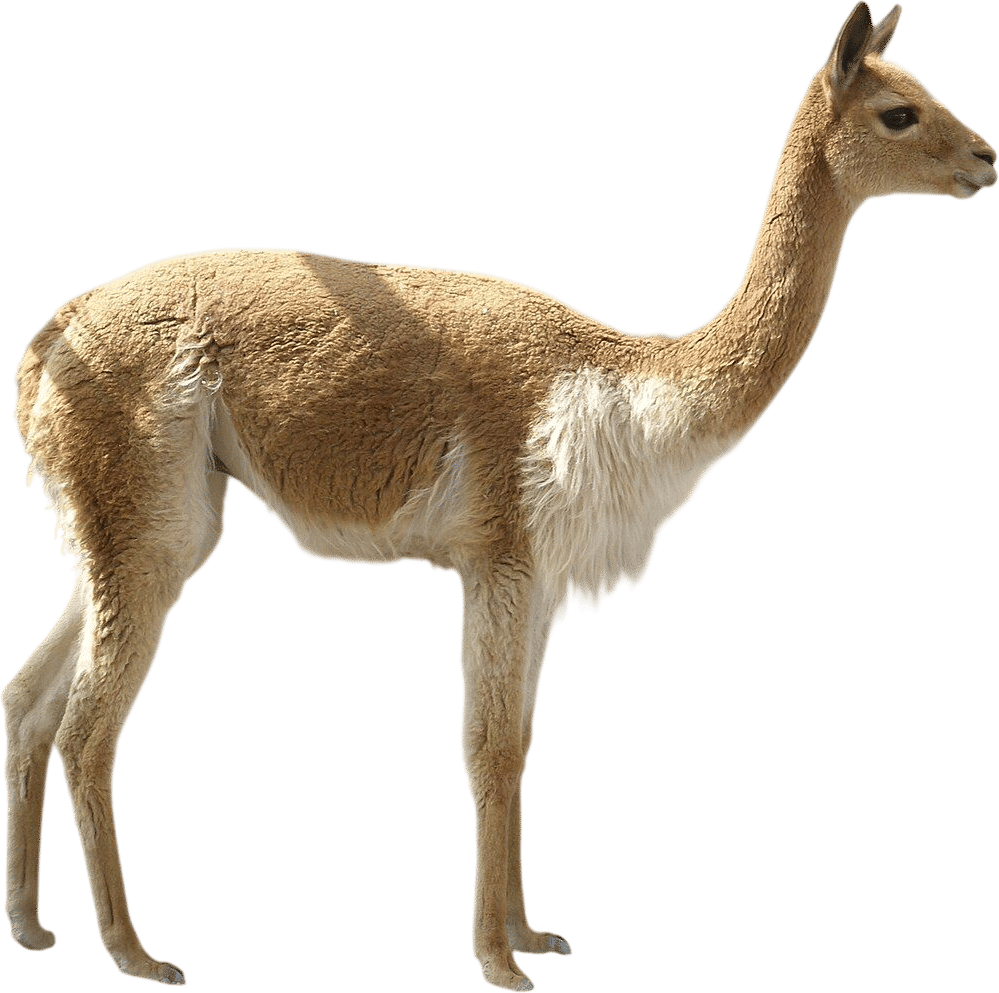Vicuña
