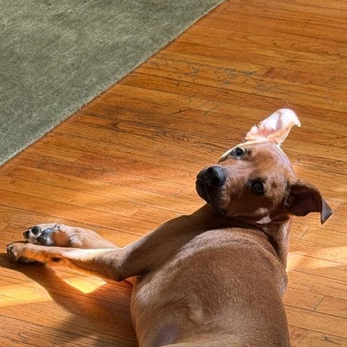 Callie Terpstra logo