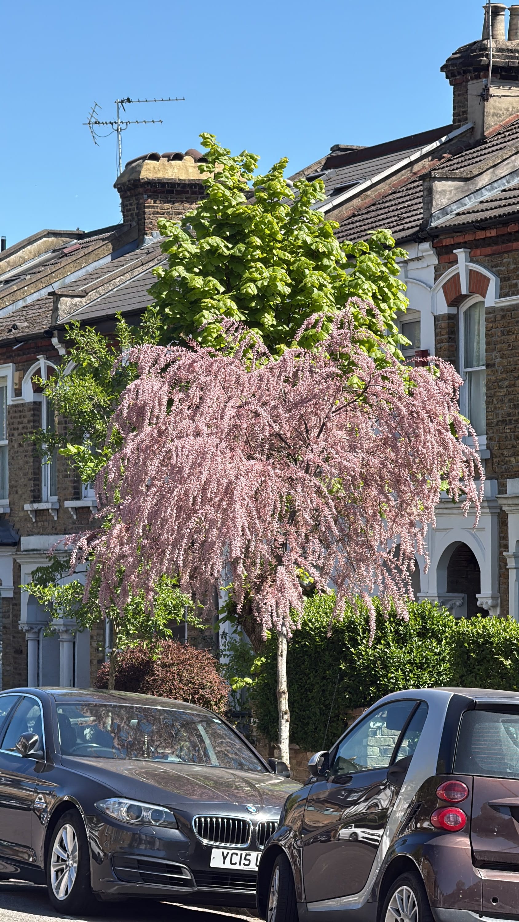 Smallflower Tamarisk in bloom 🌸