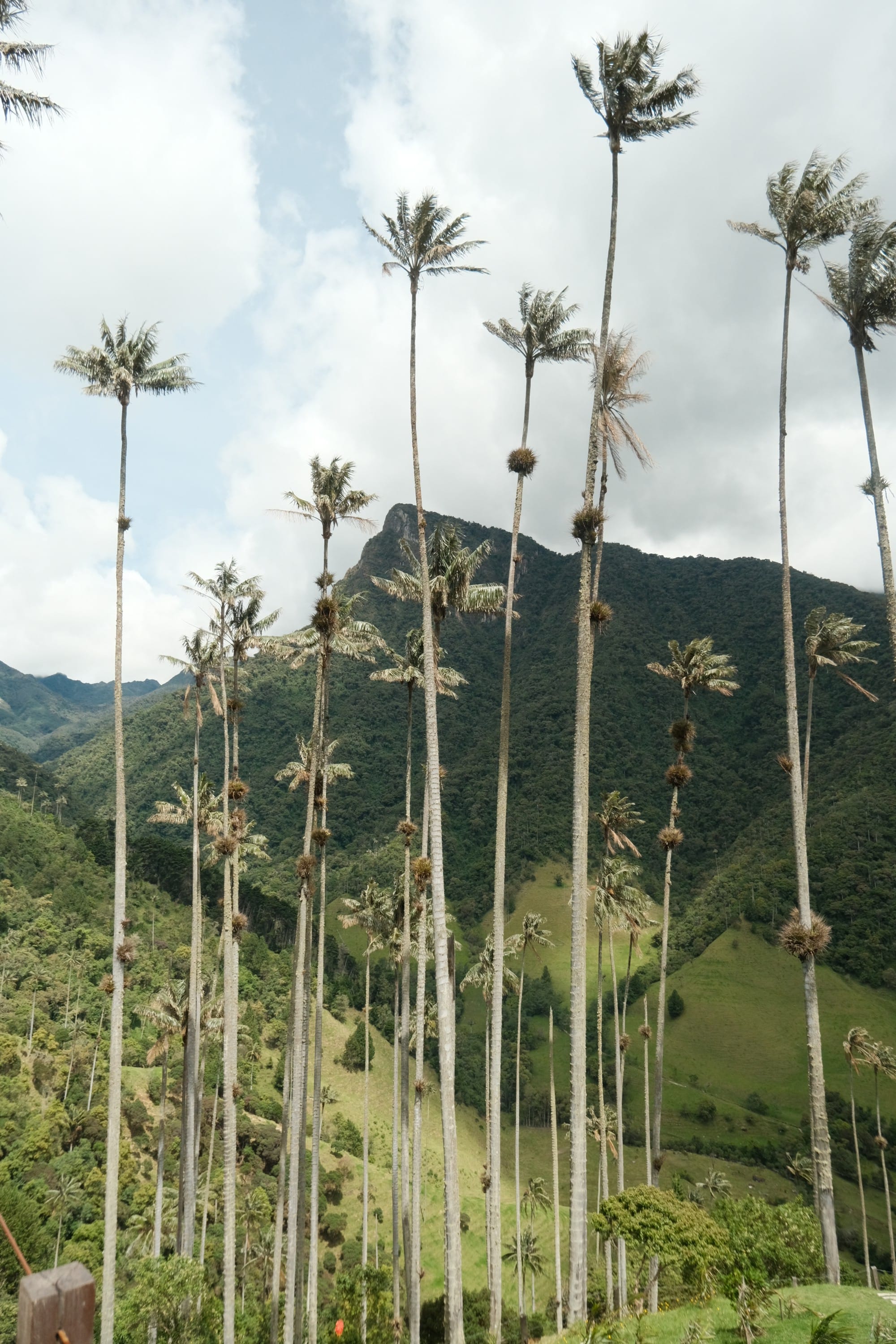 Valle de Cocora