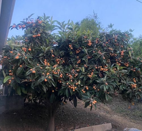 Your Neighborhood Loquat Tree