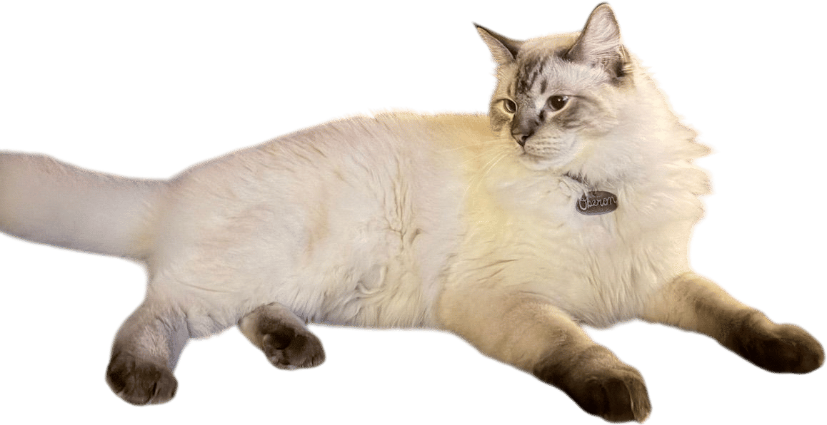 kitty