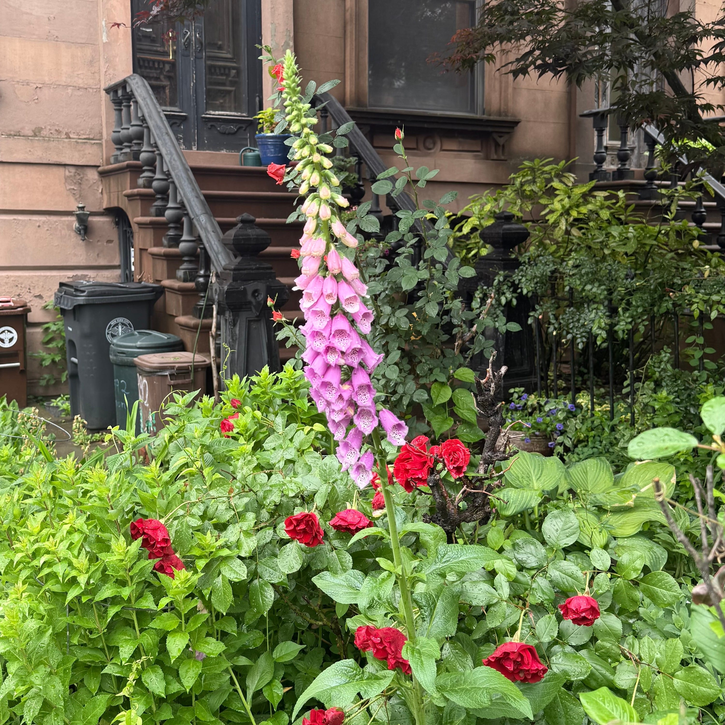 foxglove