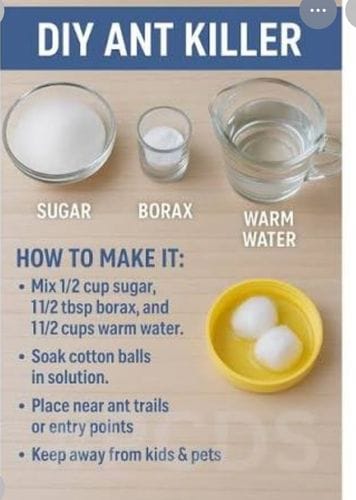 borax and sugar