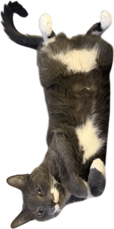 my cat Hoagie