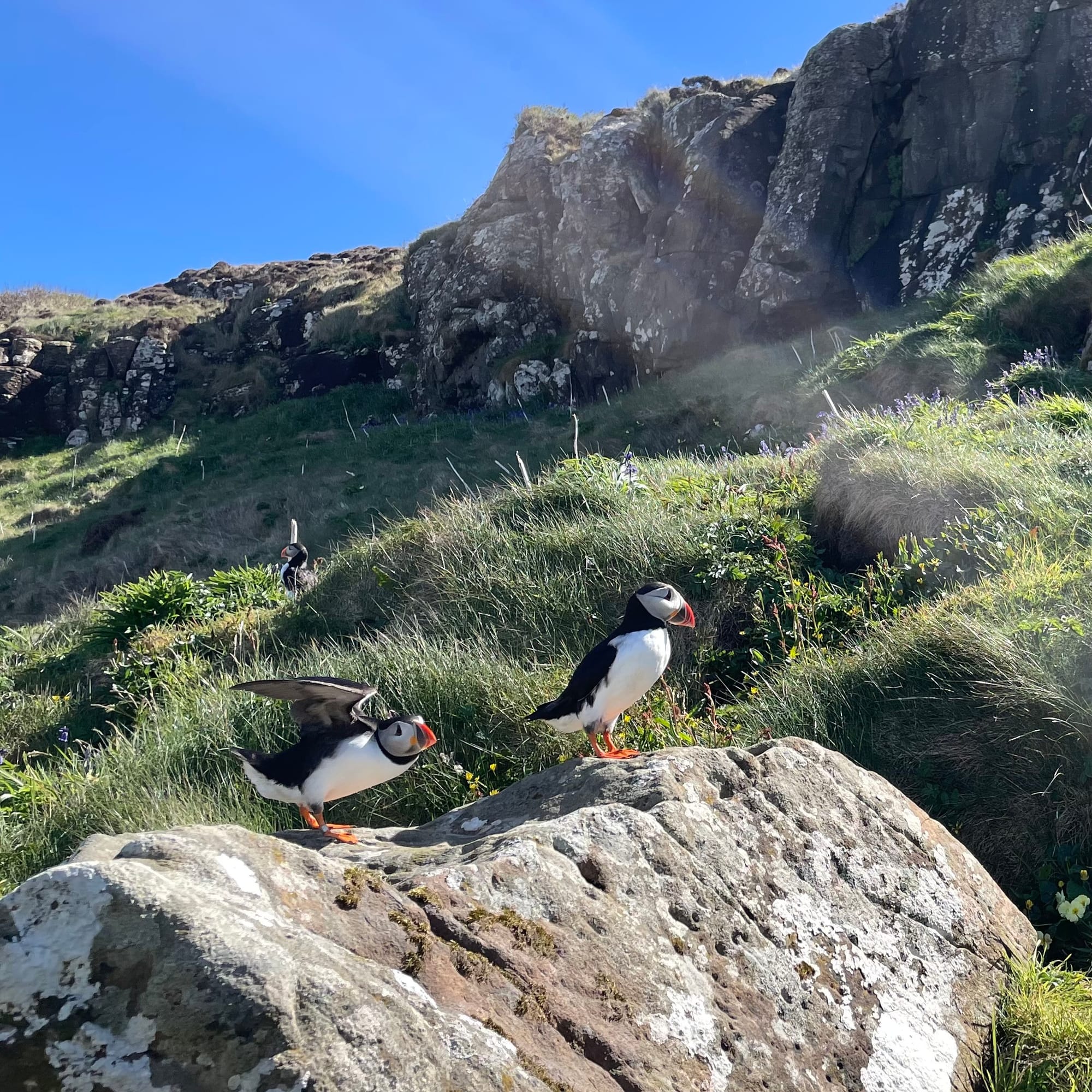 Seeing puffins on the Isle of Lunga, Inner Hebrides, Scotland