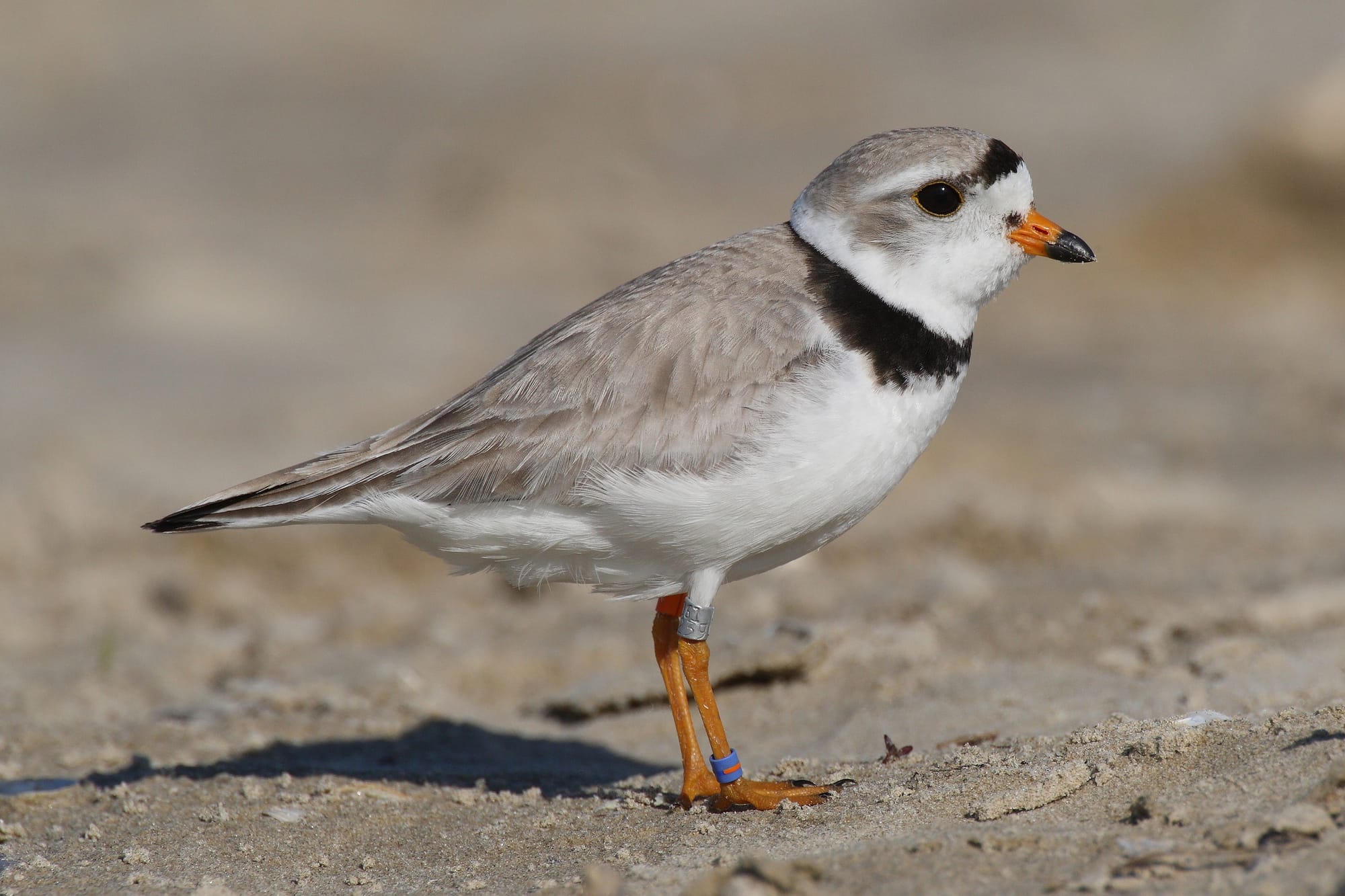 Piping Plovers
