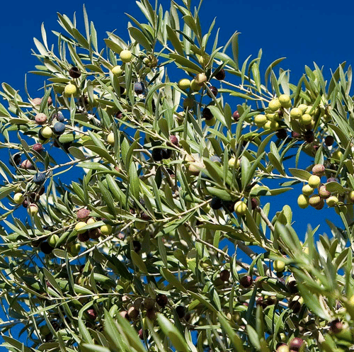 Members-Only Recommendation