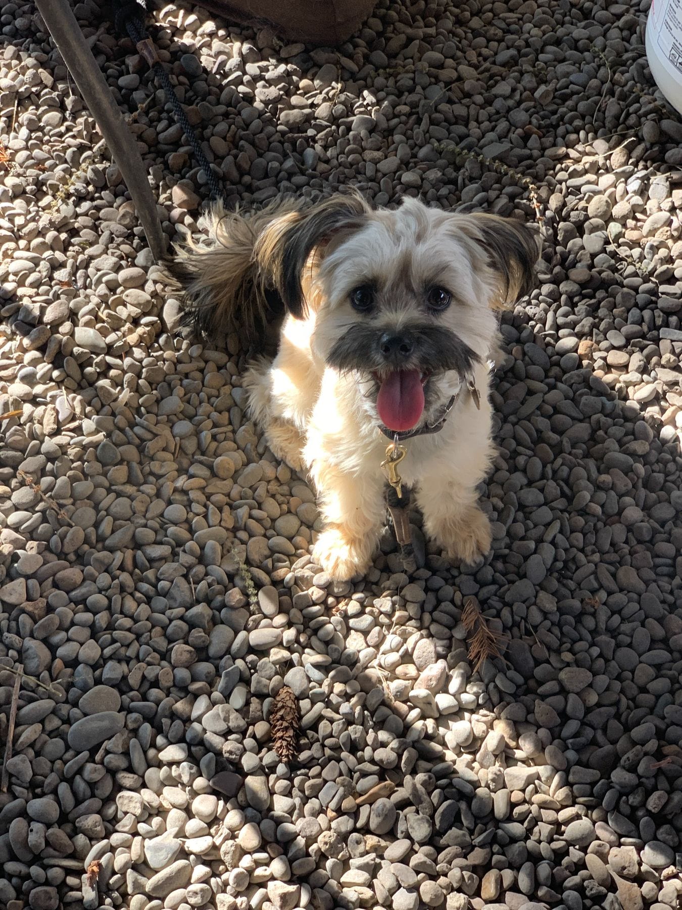 make an account for your pet