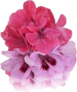 Geranium Flowers