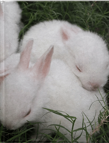 The 'Sleepy Angels' Journal