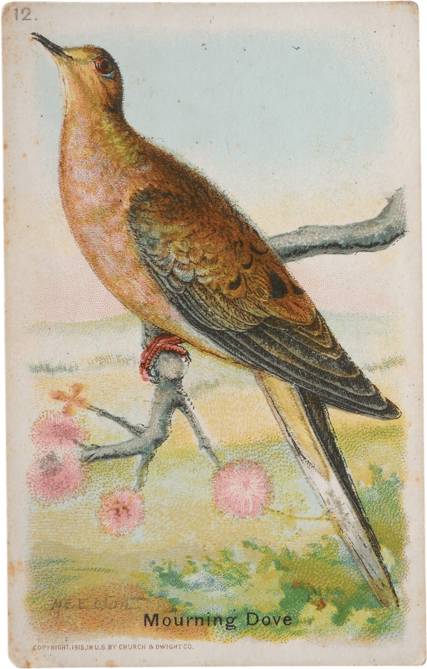 Mourning Dove