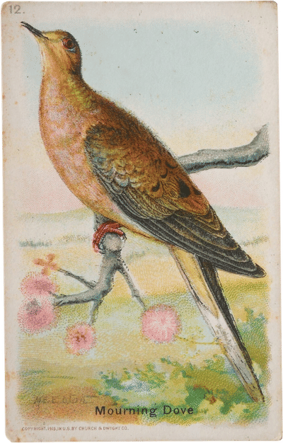 Mourning Dove