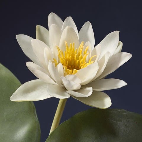 Glass Flowers: The Ware Collection of Blaschka Models