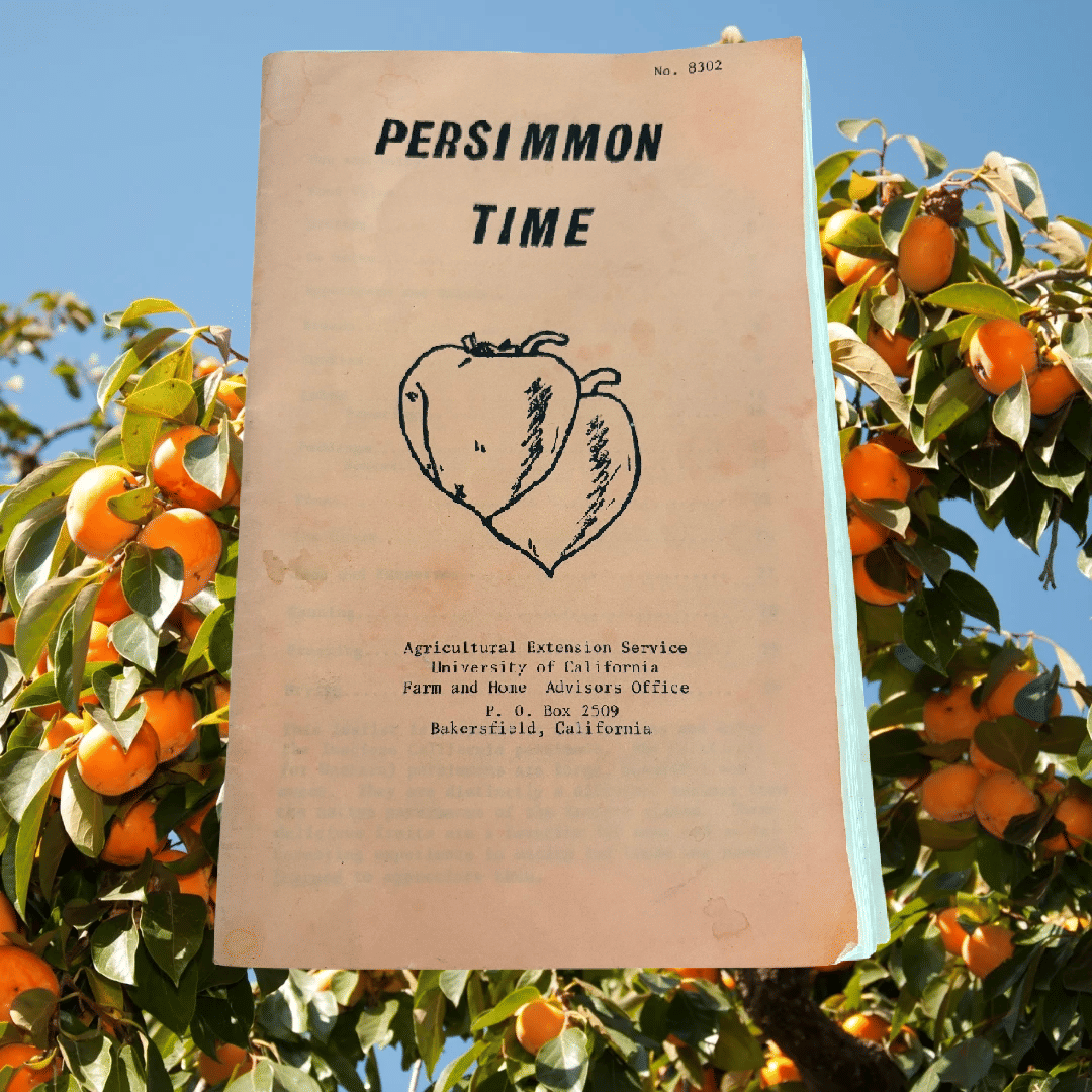 Baking With Persimmons
