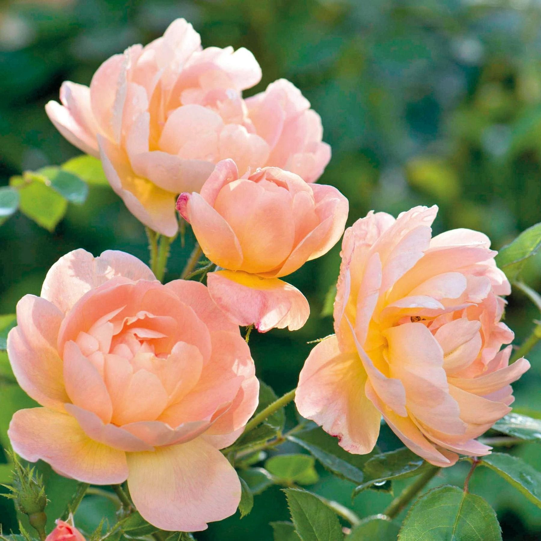 Lark Ascending Rose