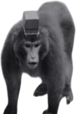 Primate (1974) Frederick Wiseman 1080p💎