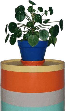 Pilea peperomioides