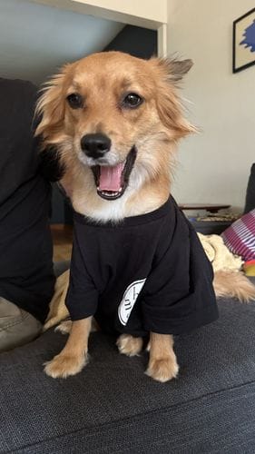 Adopting a dog