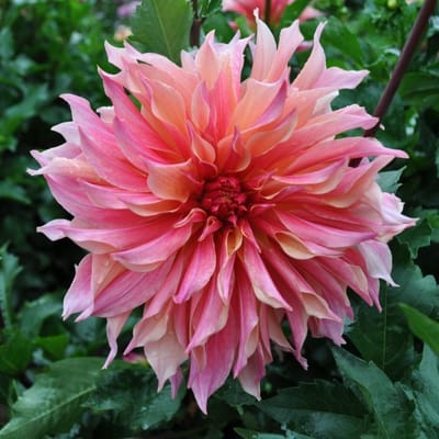Labyrinth Dahlia Tubers