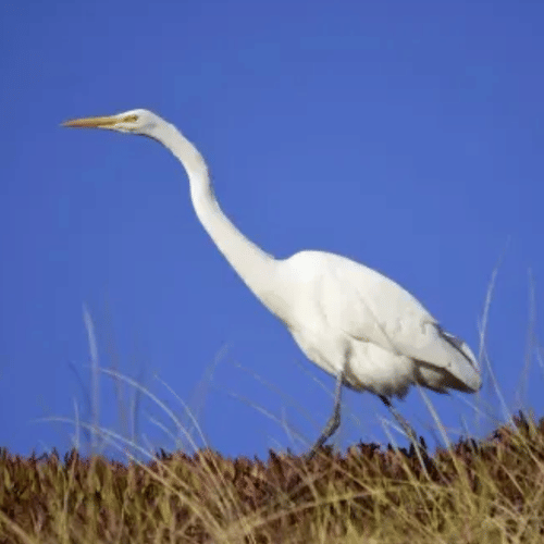 A Grocery Tourist's Guide to West Marin