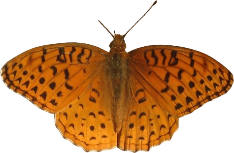 Aphrodite Frittilary (peyeria aphrodite)
