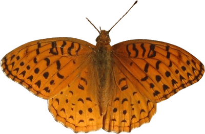Aphrodite Fritillary