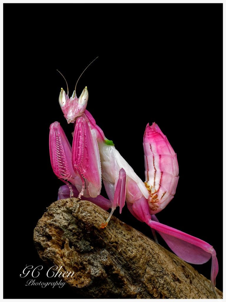 Orchid Mantis