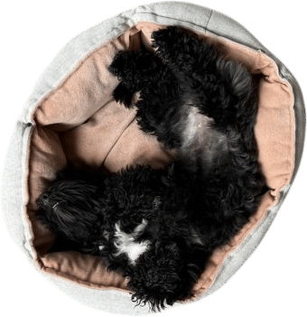 fireworks training your dog