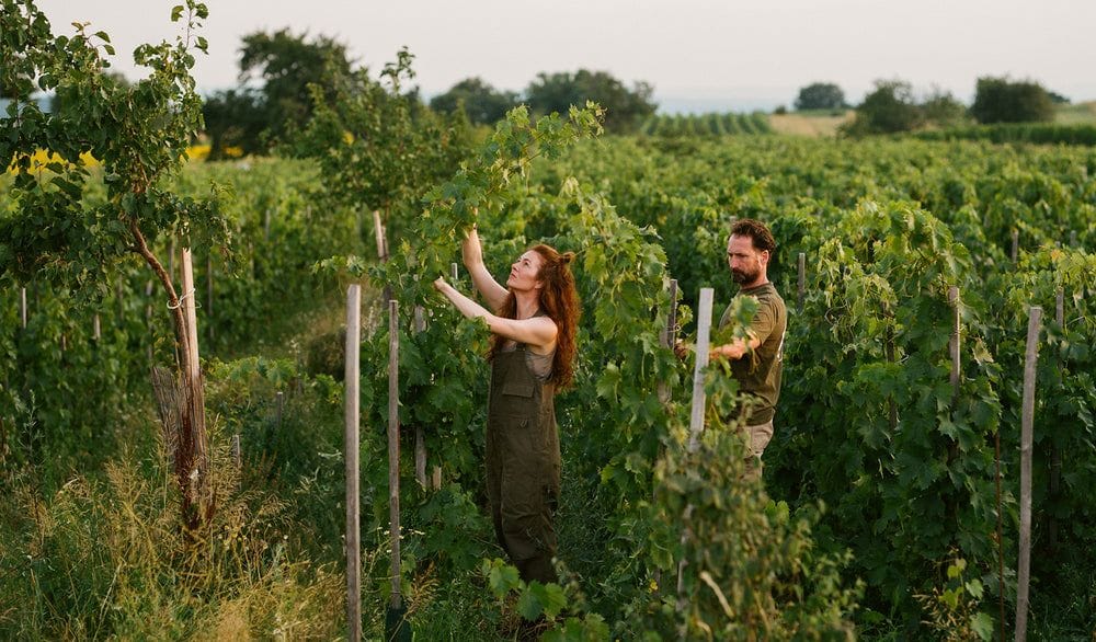 Gut Oggau Wines