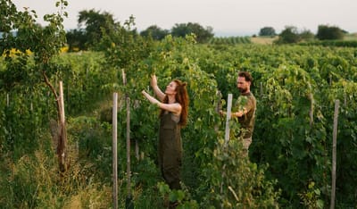 Gut Oggau Wines