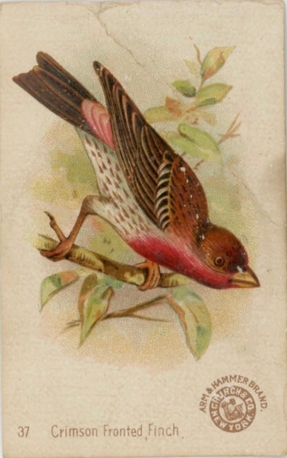 House Finch