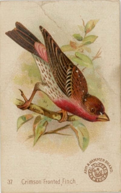 House Finch