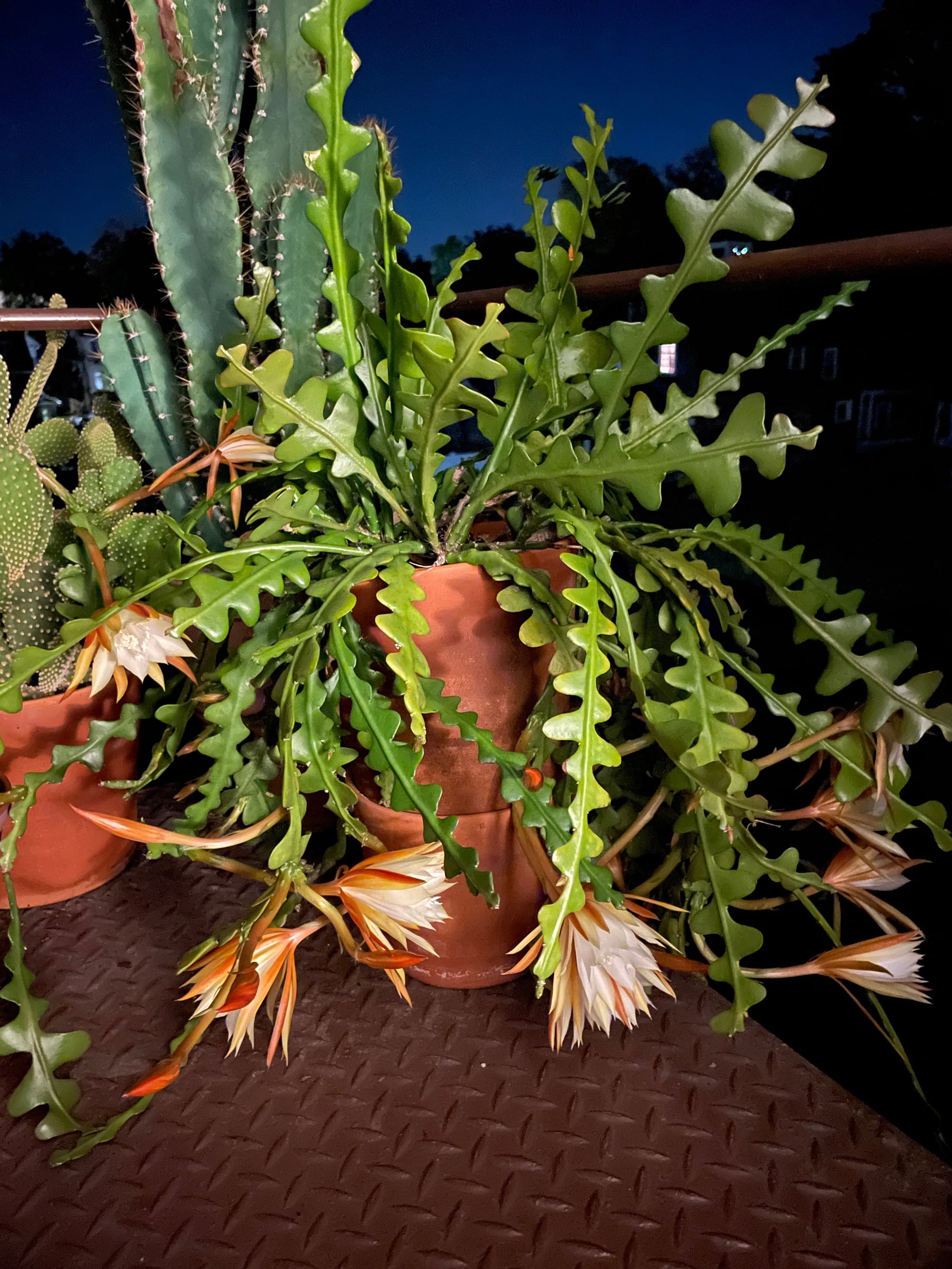 Zigzag cacti