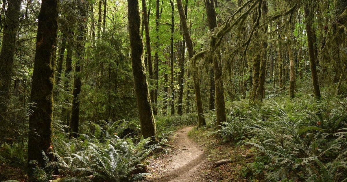 Forest Park