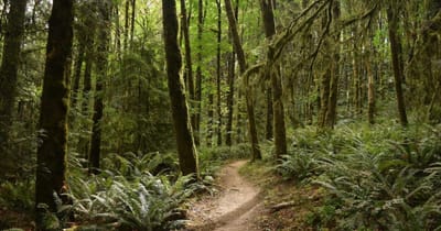 Forest Park