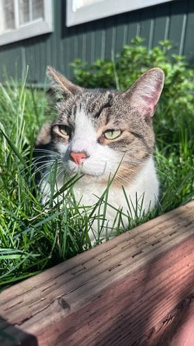 Knowing your neighborhood cats