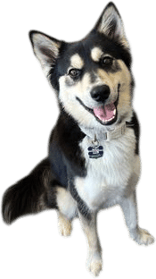 A cartoon husky (Bucky)