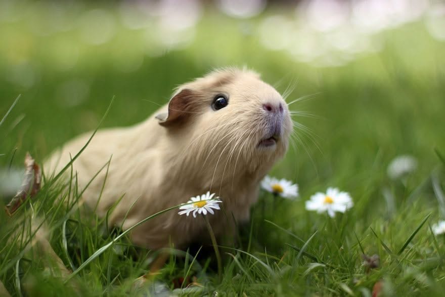 Letting our two pet guinea pigs play outside??